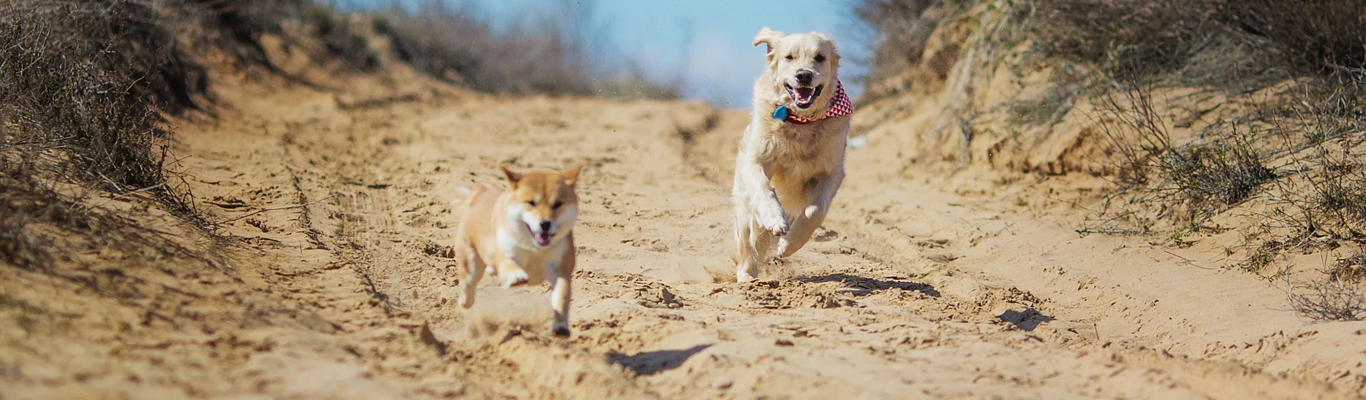 Dogs running through sand